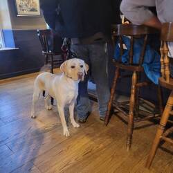 One of the many pups in the Fishtown Inn, at one point there were 6.