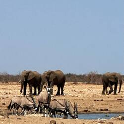 Das ist Namibia: Oryx und Elefanten! Die beiden stehen für dieses wüstenhafte Land.