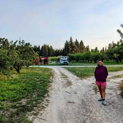 Apple orchard in Washington