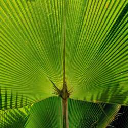 Lush greenery around!