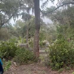 Bonaventure Cemetery