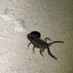 ...und der, der schwarze Skorpion, der war etwas verärgert und hat gleich mal den Stachel gestellt