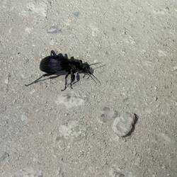 ...und Mr. Unbekannt krabbelte auch nur durch den sandigen Sand