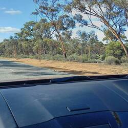 Salmon trees on the way to Norseman