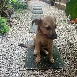Ava sorgt für Unterhaltung in der Palm Lodge 🏠🌴🐕