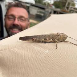 Egyptian bird grasshopper in Montgai