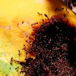 Obviously, ants love papayas too!