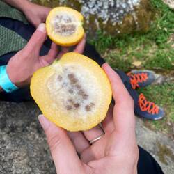 Eine wilde Anden-Guave. Geschmeckt hat sie leider nicht