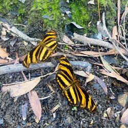 Viele Schmetterlinge gab es auch zu sehen