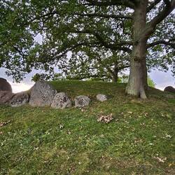 En een hunebed rondom een boom. Of een boom in een hunebed eigenlijk 😁