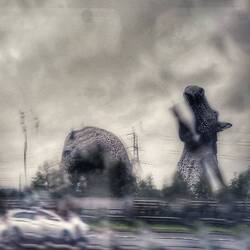 Kelpies in the rain.