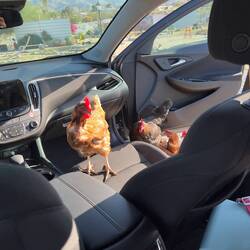 Die Chickens wollten mit kommen😂