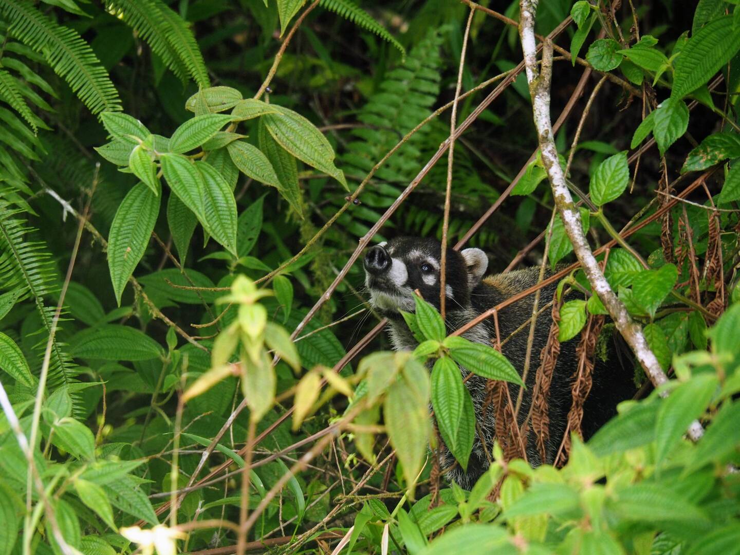 Weissrüssel-Nasenbär