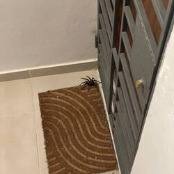 grösste Spinne EVER