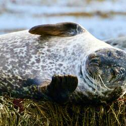 Seehund bei Ytri Tunga