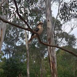 Ein Kookaburra