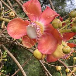 The Canonball Tree blossom