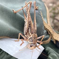 A curious 8cm beastie