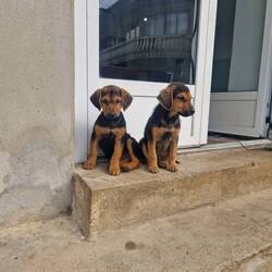 Was ist süßer als 1 Hundewelpe?