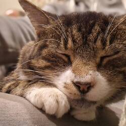 Abby is enjoying the warmth of the fire