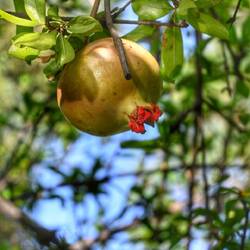 Granatapfel
