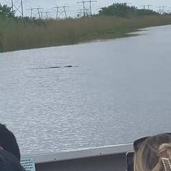 Alligator siting