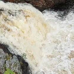 ein springender Lachs