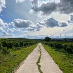 Spaziergang durch die Weinberge