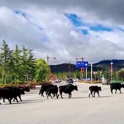 Vorsicht: Yaks auf der Fahrbahn