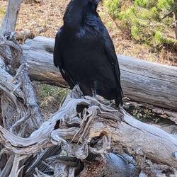 The ravens are always around!