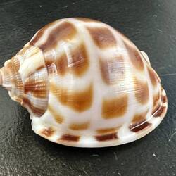 Fav shell of the day