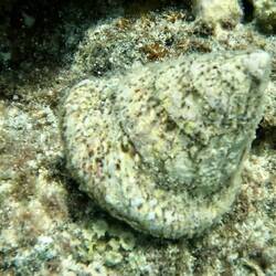 Huge shells everywhere