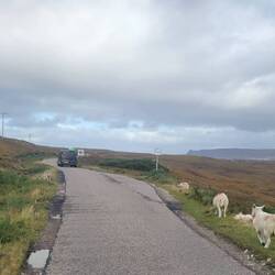 Sheep everywhere. They are so relaxed. Sometimes they don't even look at us when we drive by.