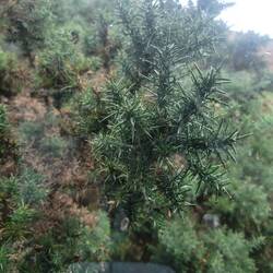 This pretty greenery was squashed against my window in the passing place. Not much room.