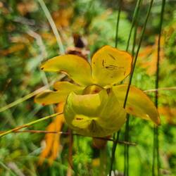Blüte der Schlauchpflanze