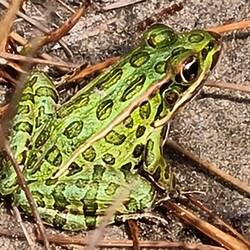 Vermutlich ein Leopardfrosch