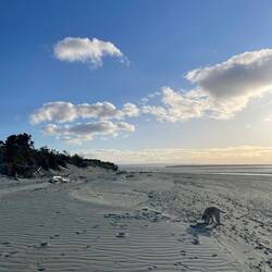 Mit Izzie am Hundestrand in Tahunanui