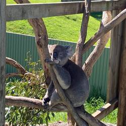 Koala reserve
