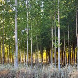 These trees were planted in perfect rows.