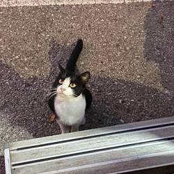 Auf einmal hatte ich Besuch am Wohnmobil 😸