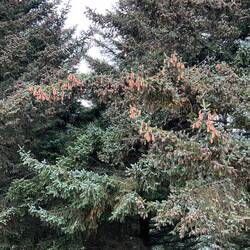 Unknown Type of Spruce
