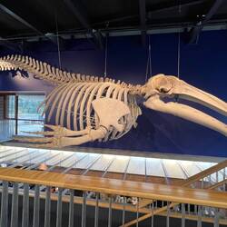 Whale Skeletons