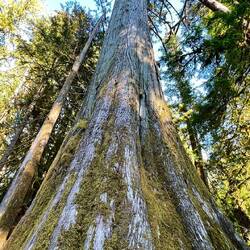 Cathedral Grove