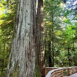 Cathedral Grove