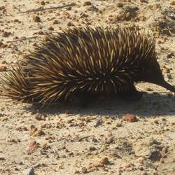 ECHIDNA (AMEISENIGEL)