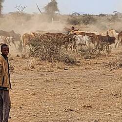 Maasi tribe herding and protecting their cattle