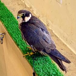 Falcons very revered. Have own hospitals!