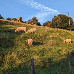 Sheep grazing