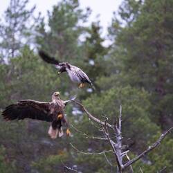 Seeadler, die um den besten Platz streiten.