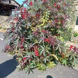 I have not seen our one in NZ flowering.